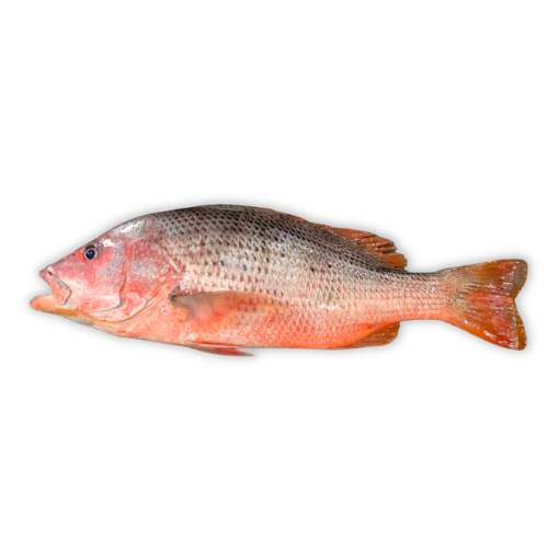 Fresh Red Snapper also known as Heera fish is ready for online seafood delivery in Pakistan