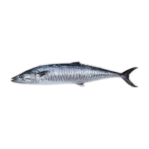 King Fish also known as Surmai is available for online delivery in Pakistan.