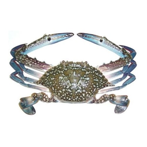 A fresh Blue crab caught from Arabian sea is ready for Online Seafood Delivery in Pakistan