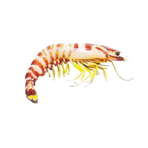 a beautiful fresh flower tiger prawn for online delivery