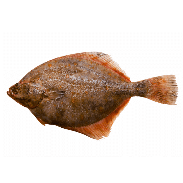 Fresh Halibut Fish ( Hajjam ) Fish for online Seafood Delivery in Pakistan