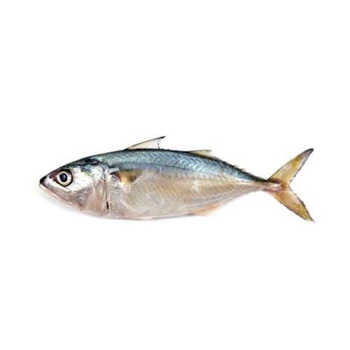 A fresh Indian Mackerel also known as Bangda fish is ready for Online seafood delivery in Pakistan