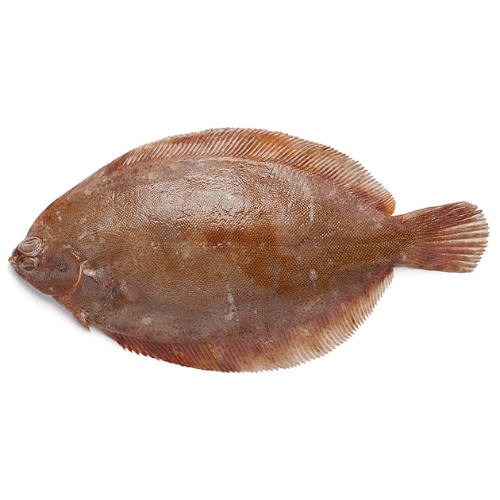 Fresh Lemon Sole ( Gol Sole ) Fish for online Seafood Delivery in Pakistan