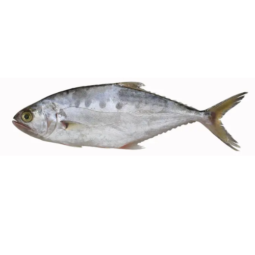 Fresh Queen Fish ( Saram ) Fish for online Seafood Delivery in Pakistan