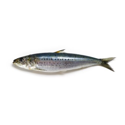 Fresh sardine also known as Luar are famous for thier health benifits. Saridne available at Niwan Seafood for fresh online seafood delivery in Pakistan.
