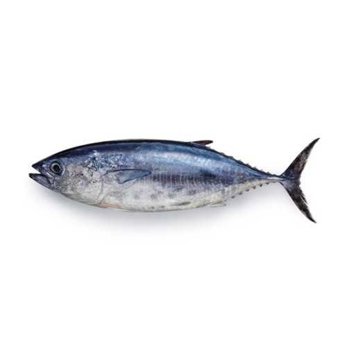 Fresh Tuna Fish also known as Dawan fish is ready for online seafood delivery in Pakistan