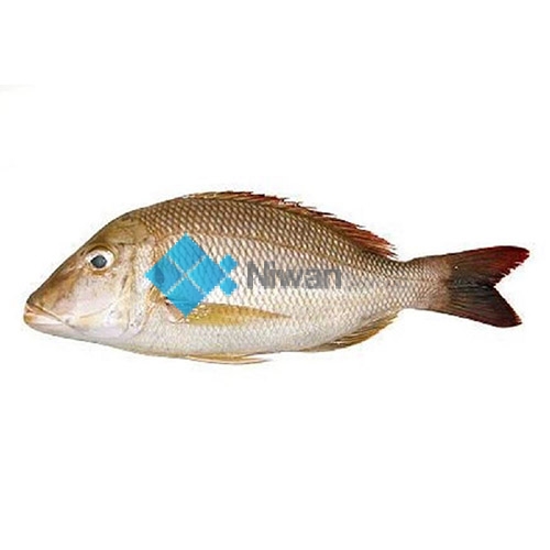Fresh Emperor Fish also known as Mullah or Sherry fish is ready for online seafood delivery in Pakistan