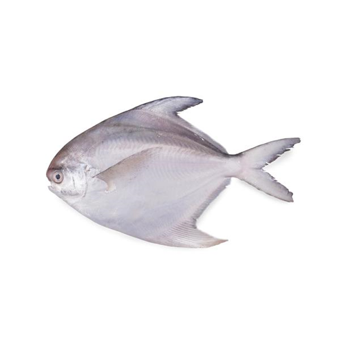 Fresh White Pomfret or Safaid Paplet for Online Seafood delivery in Pakistan