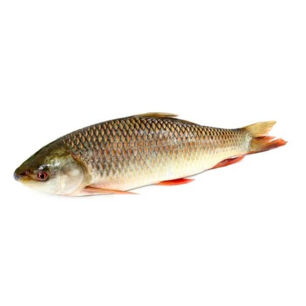 Fresh Rahu fish for online seafood delivery in Pakistan