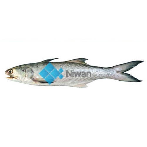 Fresh Indian Salmon also known as Rawas, Ranwas, Rawans, or Ramas fish is ready for online seafood delivery in Pakistan
