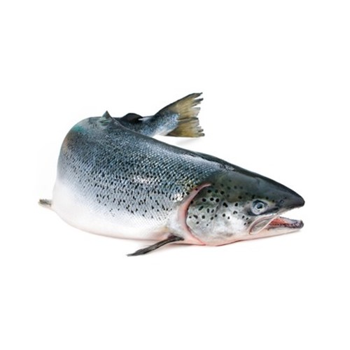 Fresh Salmon available for delivery in Pakistan