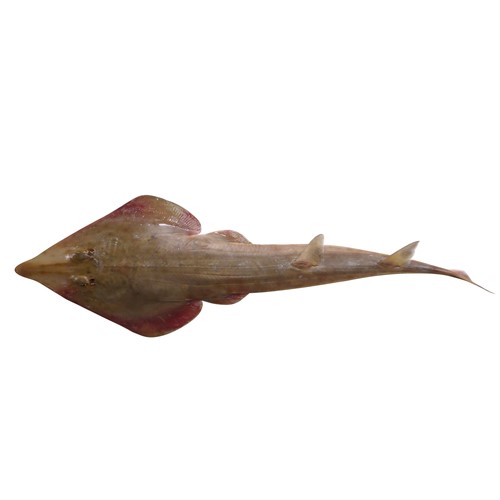 Fresh Guitarfish (Serol) ready for online seafood delivery in Pakistan