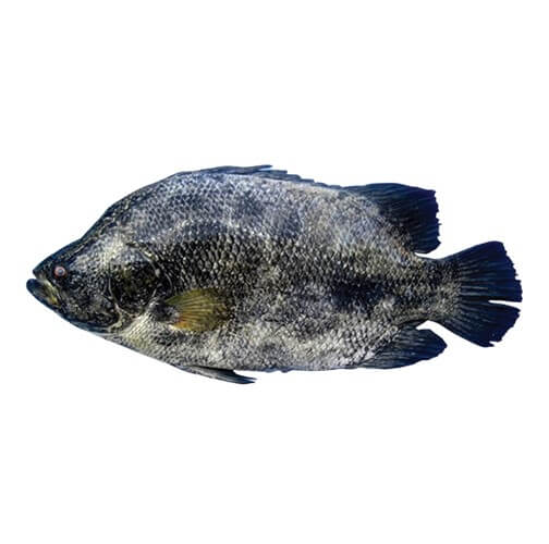 Fresh Tripletail fish for online seafood delivery in Pakistan