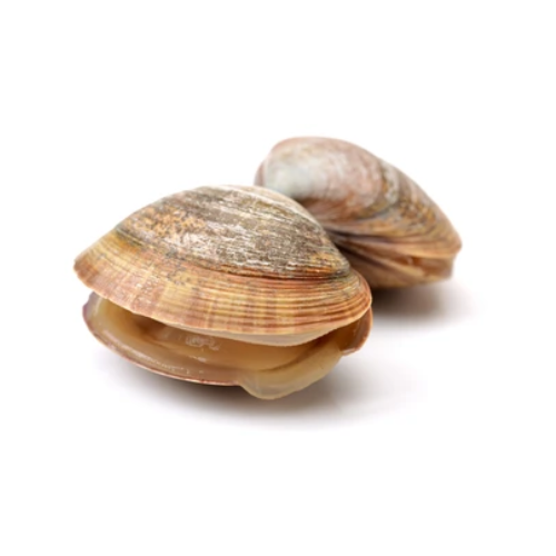 Fresh Clams for online delivery in Pakistan